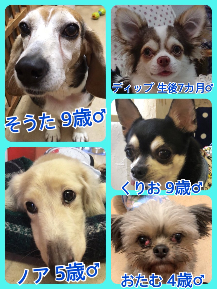 🐾今日の里親様募集中ワンコ🐶メンバーです🐾2019,3,27